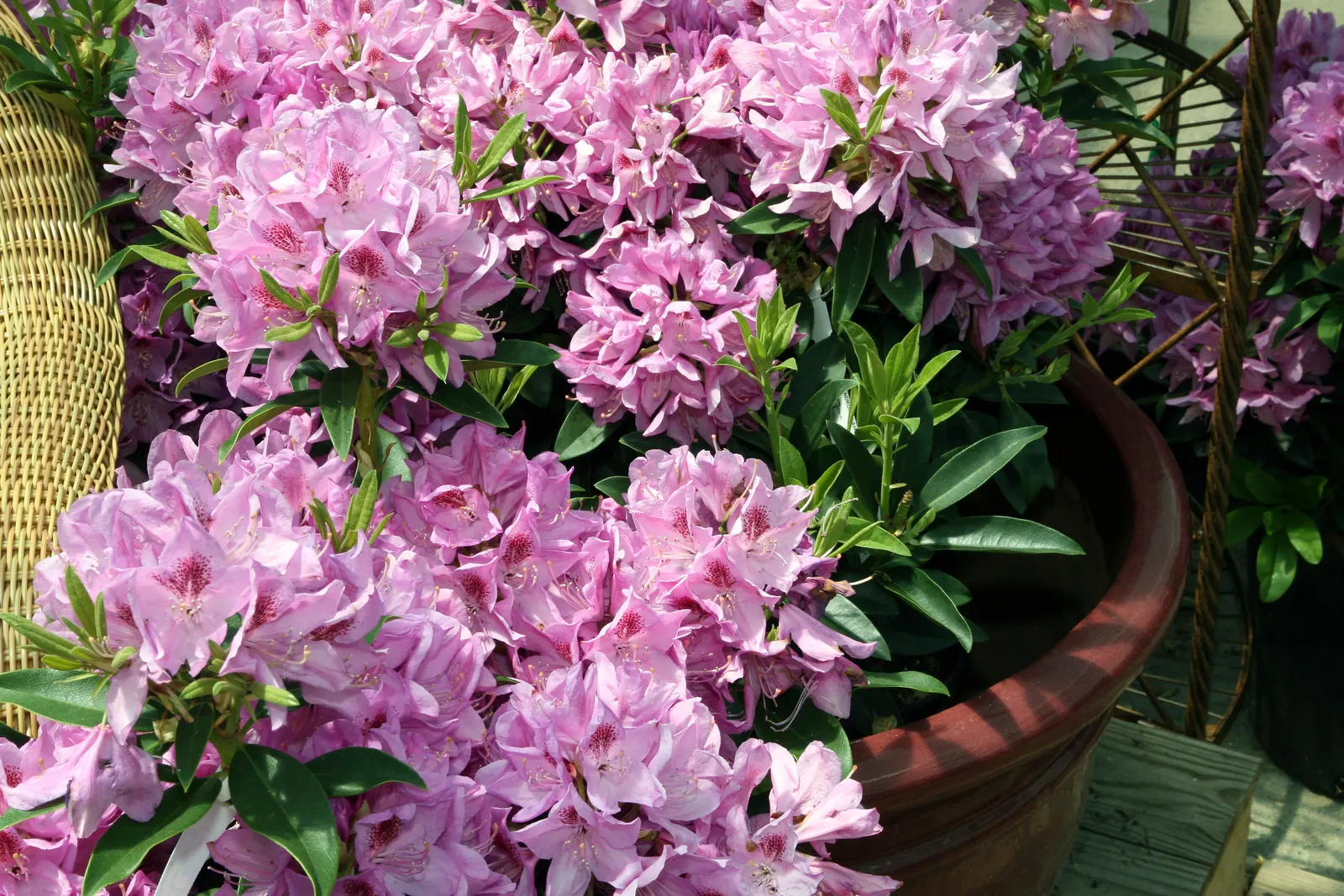 Anah Kruschke Rhododendron (Rhododendron 'Anah Kruschke') — Thrives in partial shade with well-draining, acidic soil