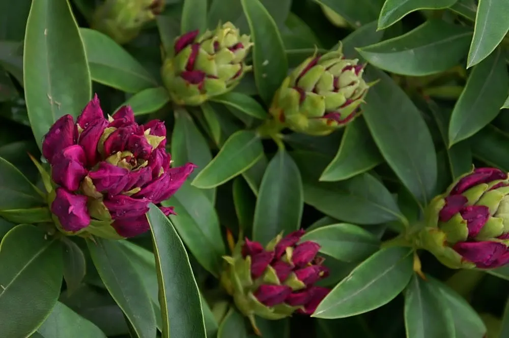 Anah Kruschke Rhododendron (Rhododendron 'Anah Kruschke') — making it an impactful mid-layer in landscape designs
