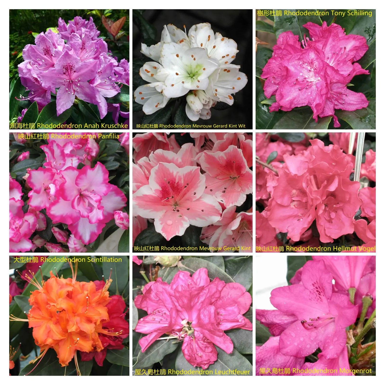 Anah Kruschke Rhododendron (Rhododendron 'Anah Kruschke') — leather-like leaves present a deep green hue which persist year-round