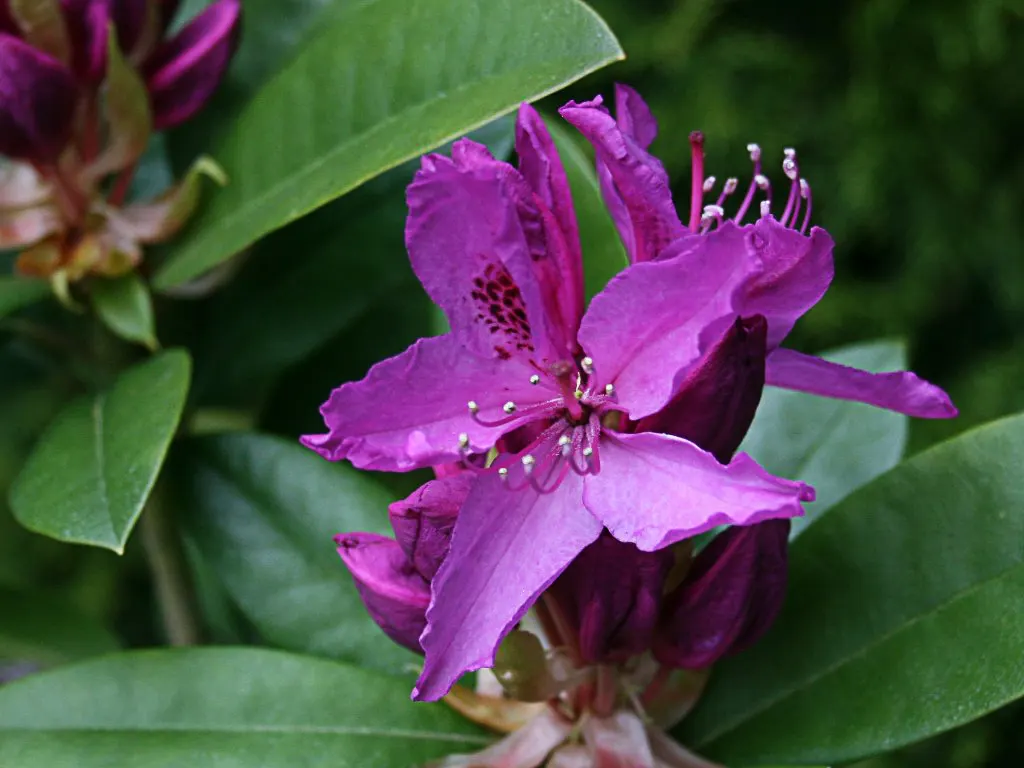 Anah Kruschke Rhododendron (Rhododendron 'Anah Kruschke') — revered for its deep purple blossoms with wavy edges and striking dark foliage