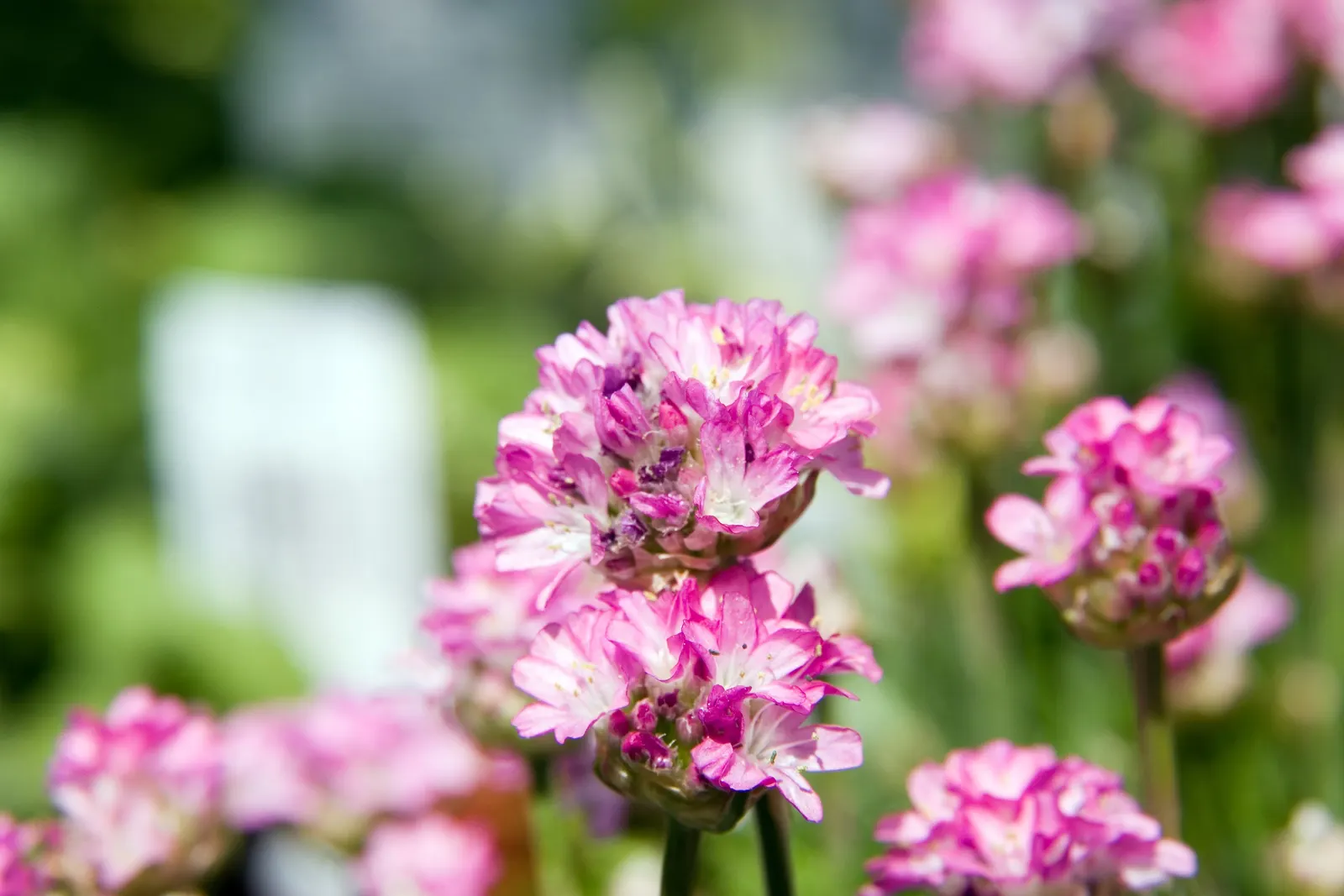Sea Thrift (Armeria Maritima 'Splendens Pink') — commonly known as the Splendens Pink Sea Thrift