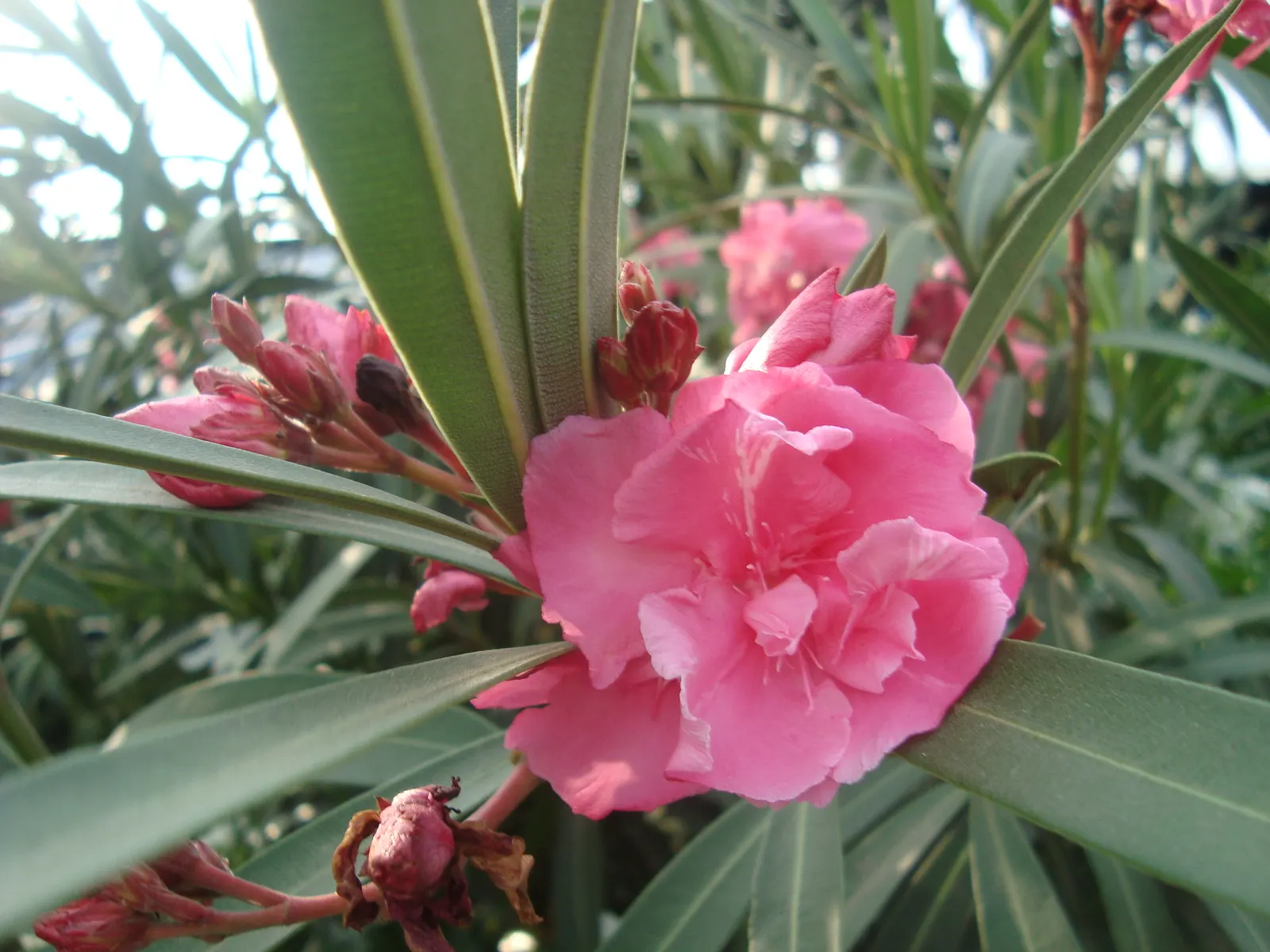 Sea Thrift (Armeria Maritima 'Splendens Pink') — It forms low, dense mounds of grass-like foliage, about 6-8 inches high with a similar spread; splendens Pink