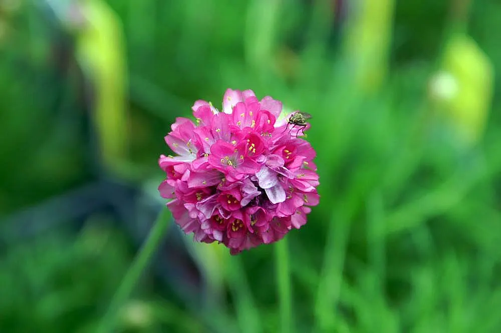Sea Thrift (Armeria Maritima 'Splendens Pink') — drought-resistant once established