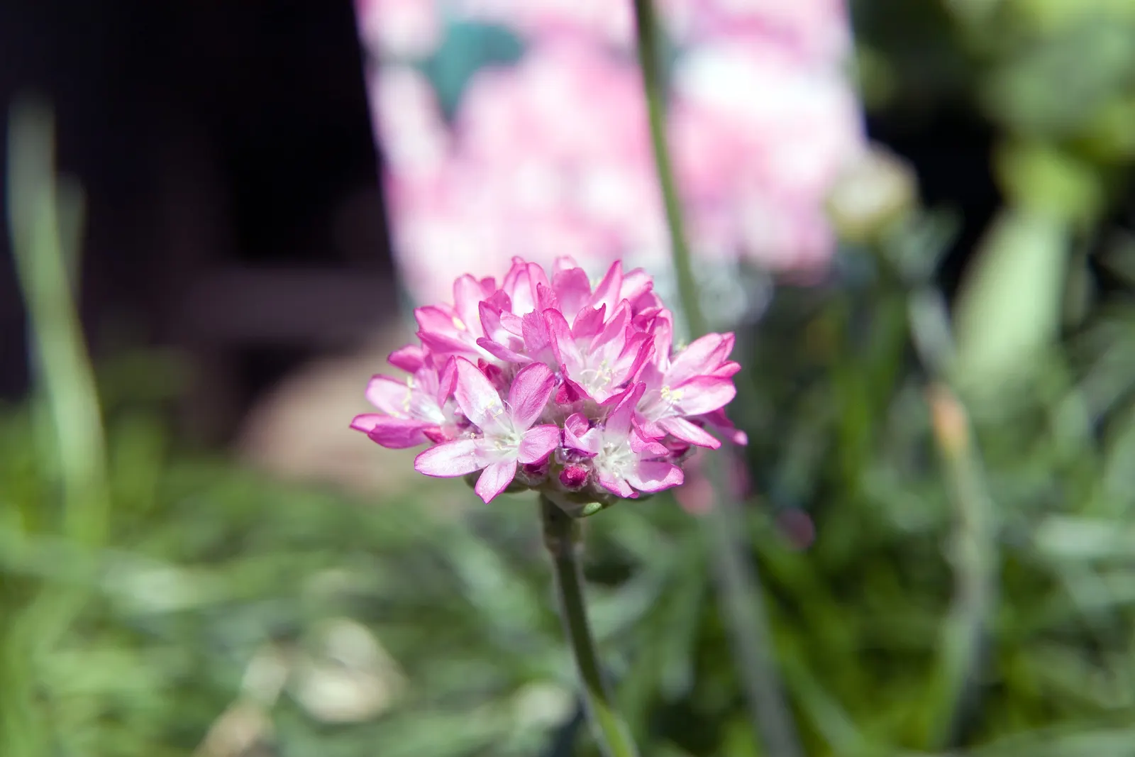 Sea Thrift (Armeria Maritima 'Splendens Pink') — the Splendens Pink Sea Thrift is low maintenance