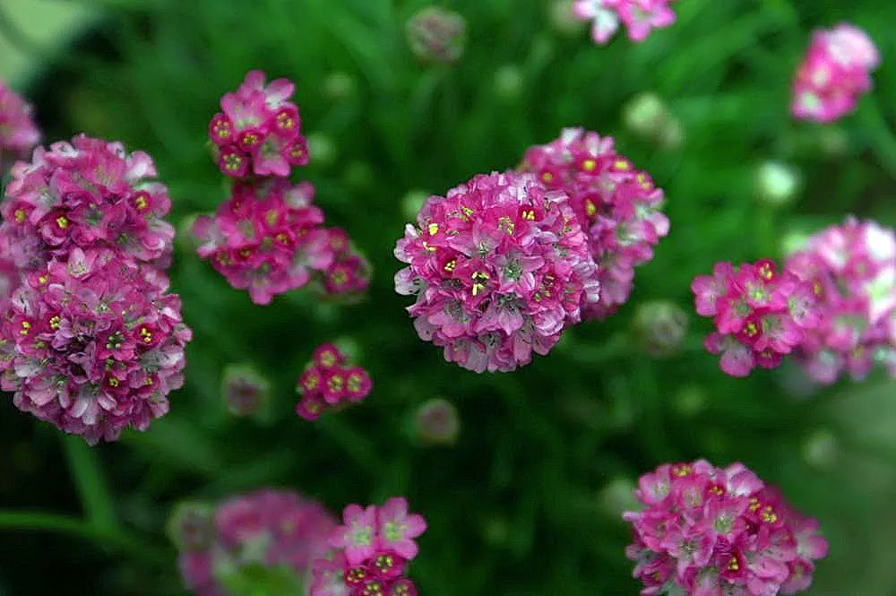 Sea Thrift (Armeria Maritima 'Splendens Pink') — It is highly salt tolerant, making it an ideal choice for coastal areas