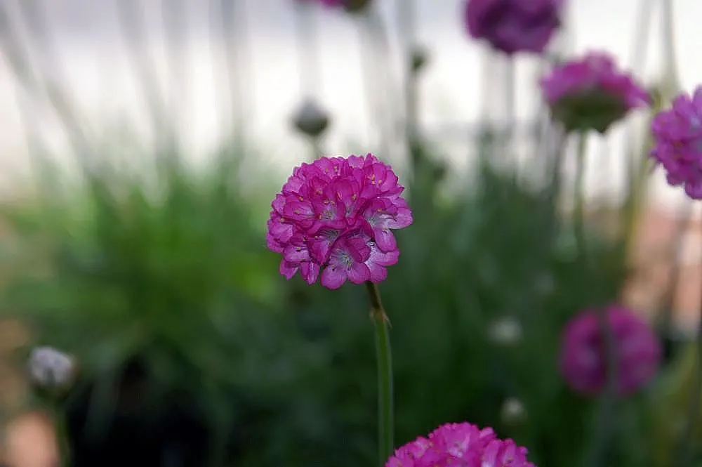 Sea Thrift (Armeria Maritima 'Splendens Pink') — ensuring a delightful and fuss-free addition to any residential or commercial landscape