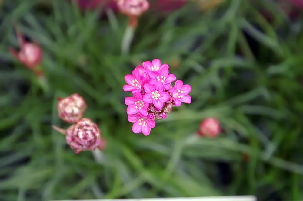 Sea Thrift (Armeria Maritima 'Splendens Pink') — Splendens Pink becomes a focal point as it produces numerous spherical flower heads