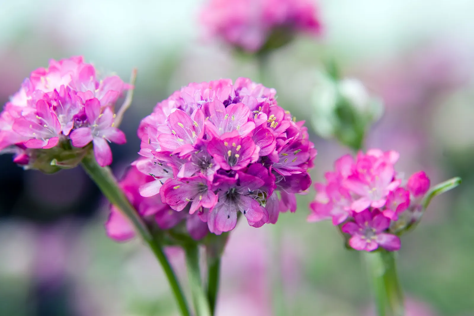 Sea Thrift (Armeria Maritima 'Splendens Pink') — Ideal for rock gardens and borders