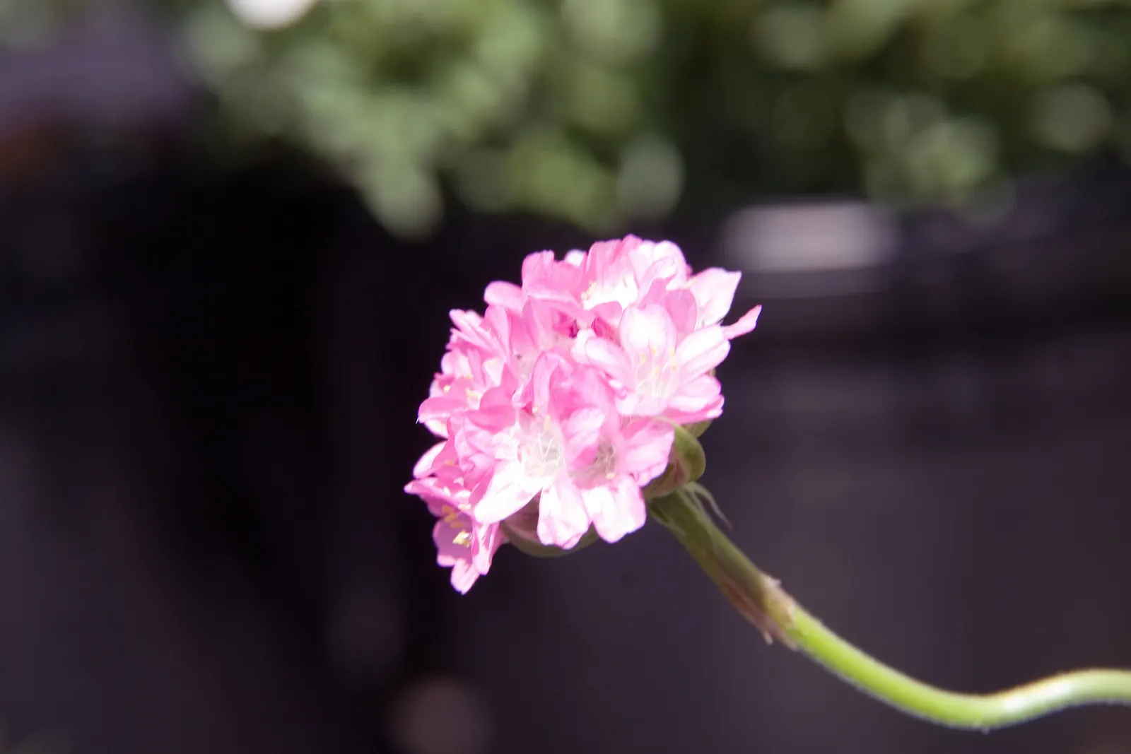 Sea Thrift (Armeria Maritima 'Splendens Pink') — commonly called Splendens Pink Sea Thrift