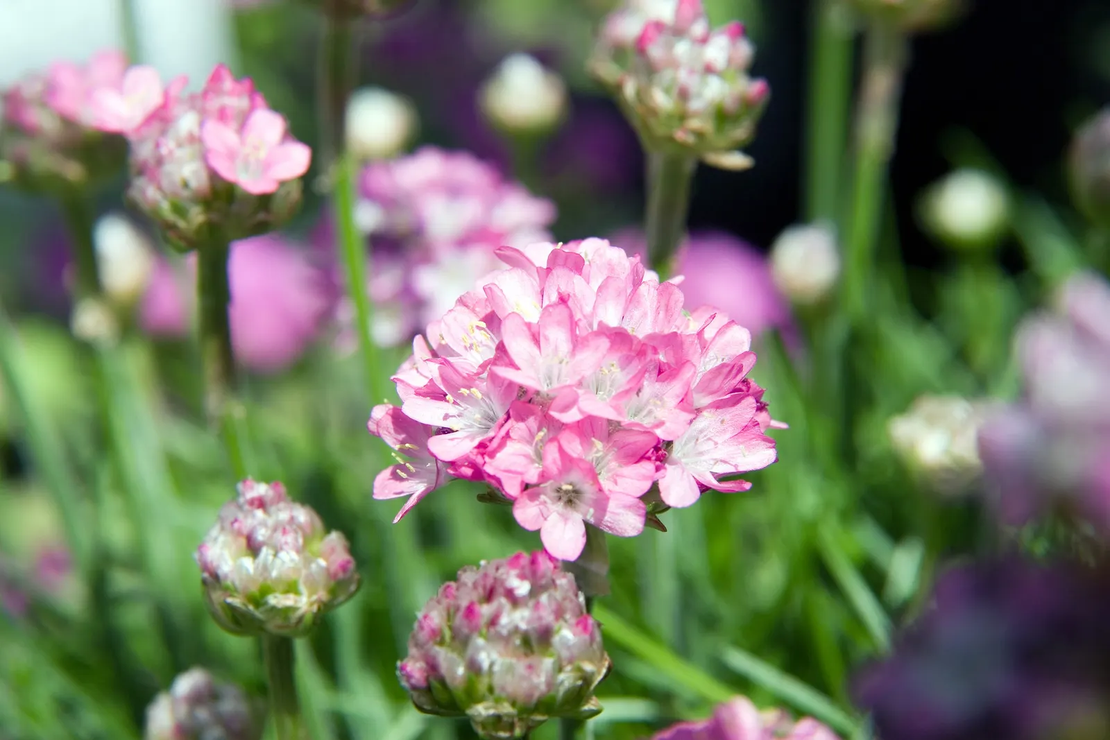 Sea Thrift (Armeria Maritima 'Splendens Pink') — ground cover / perennial with pink and purple blooms