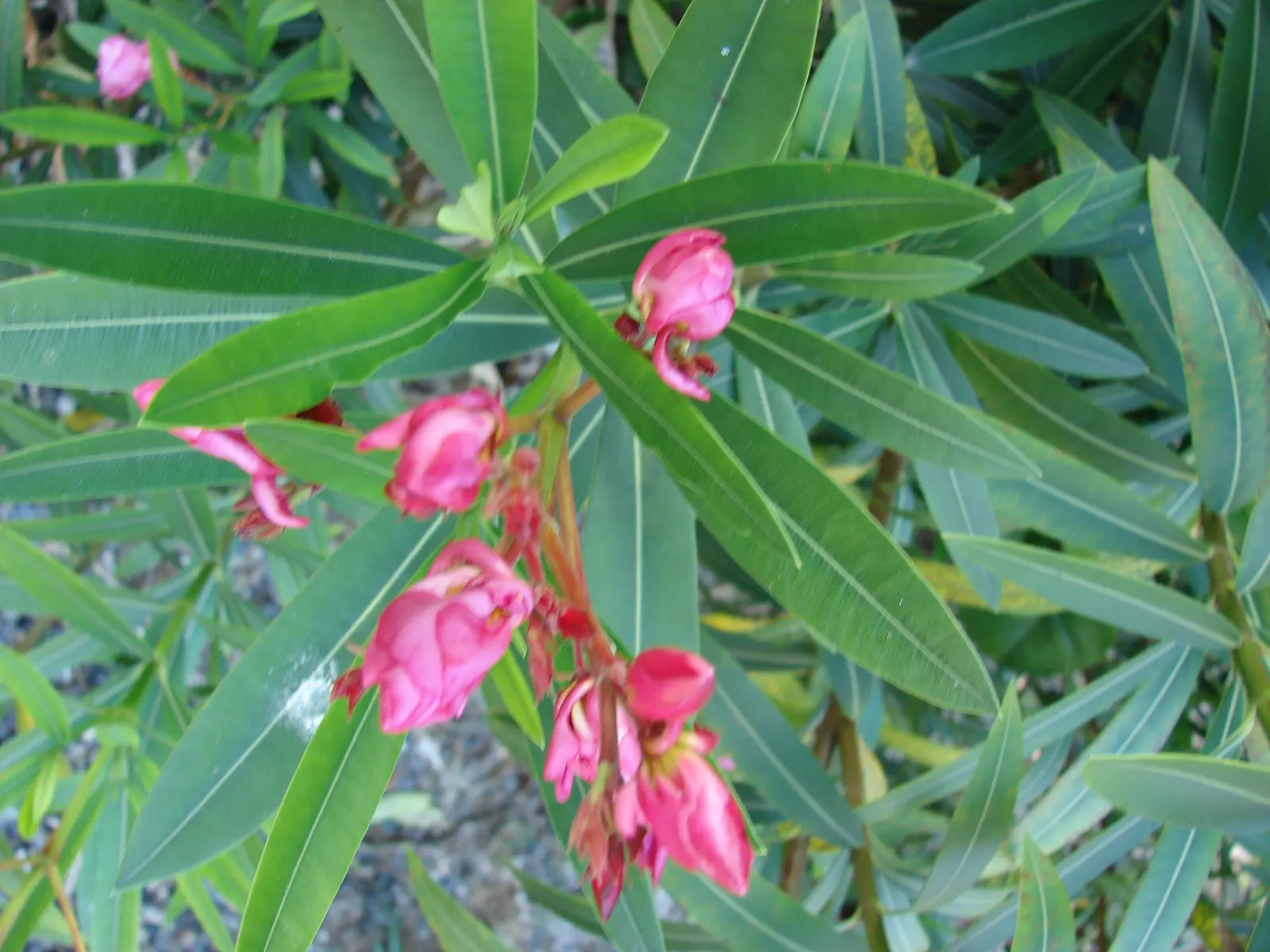 Sea Thrift (Armeria Maritima 'Splendens Pink') — Its modest size and sturdy nature allow for versatile use in rock gardens