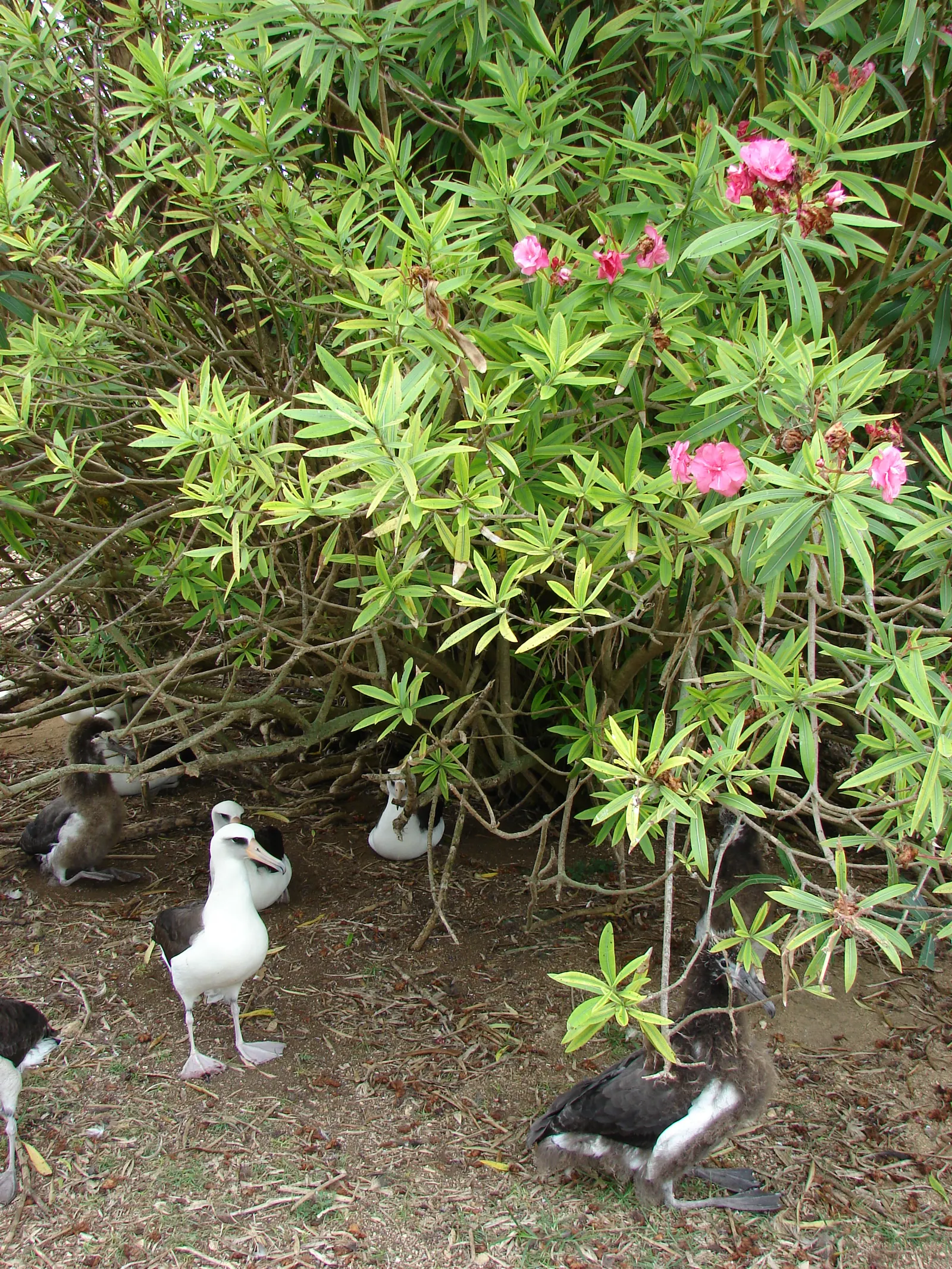 Sea Thrift (Armeria Maritima 'Splendens Pink') — ground cover / perennial for full or half