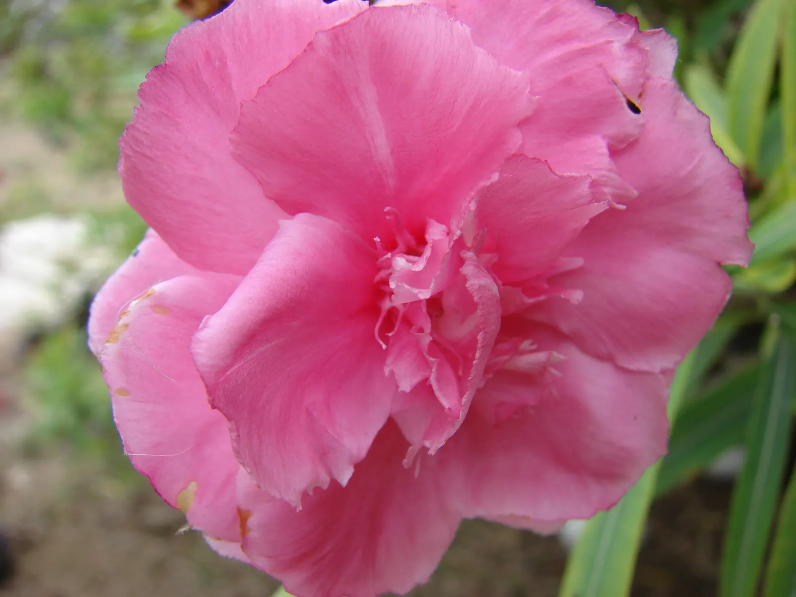 Sea Thrift (Armeria Maritima 'Splendens Pink') — this plant thrives in full sun to partial shade and prefers well-drained soil