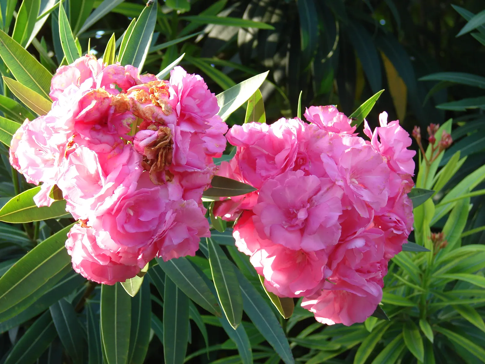 Sea Thrift (Armeria Maritima 'Splendens Pink') — It forms low, dense mounds of grass-like foliage, about 6-8 inches high with a similar spread