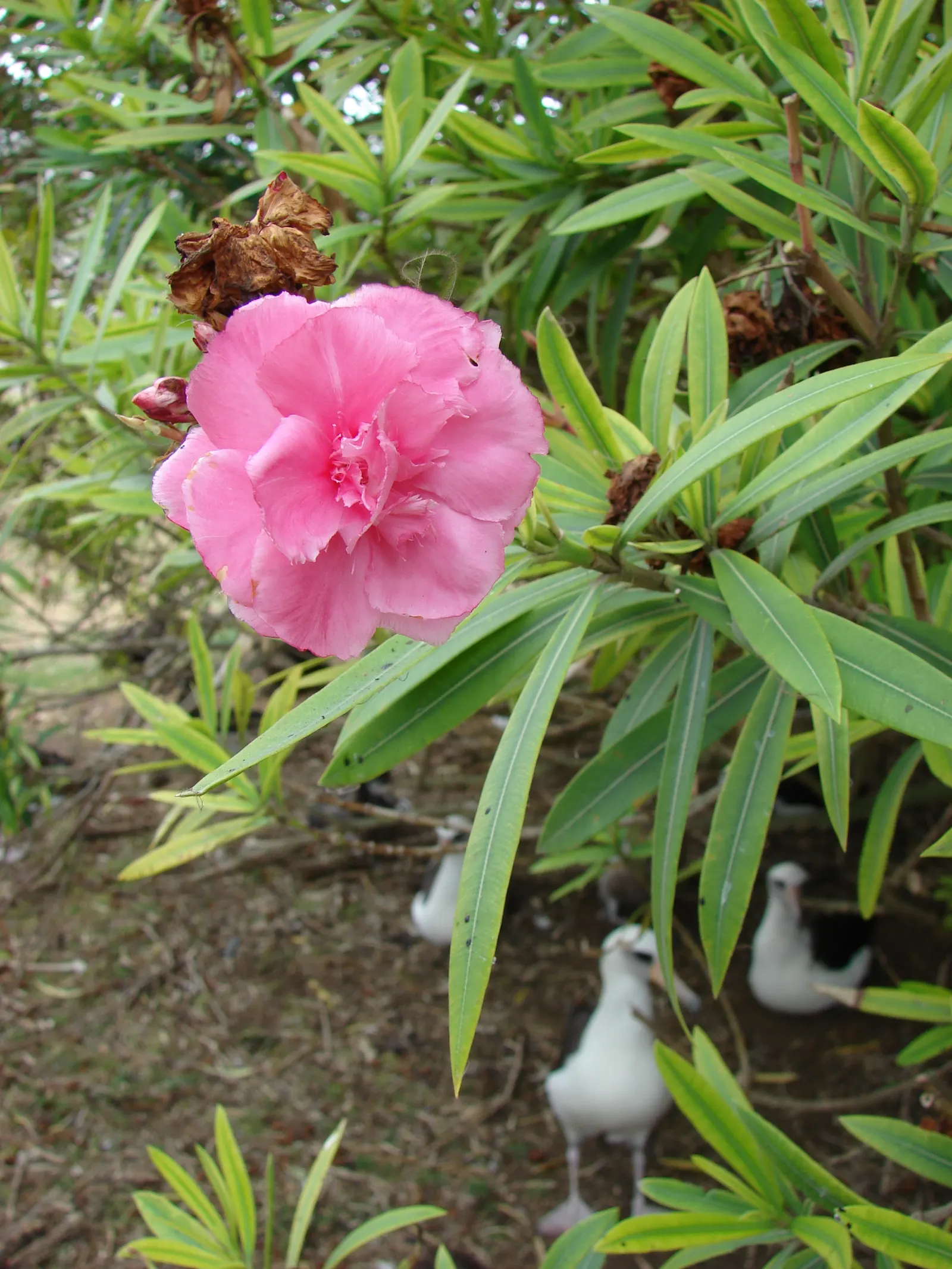 Sea Thrift (Armeria Maritima 'Splendens Pink') — pink and purple flowers in the garden