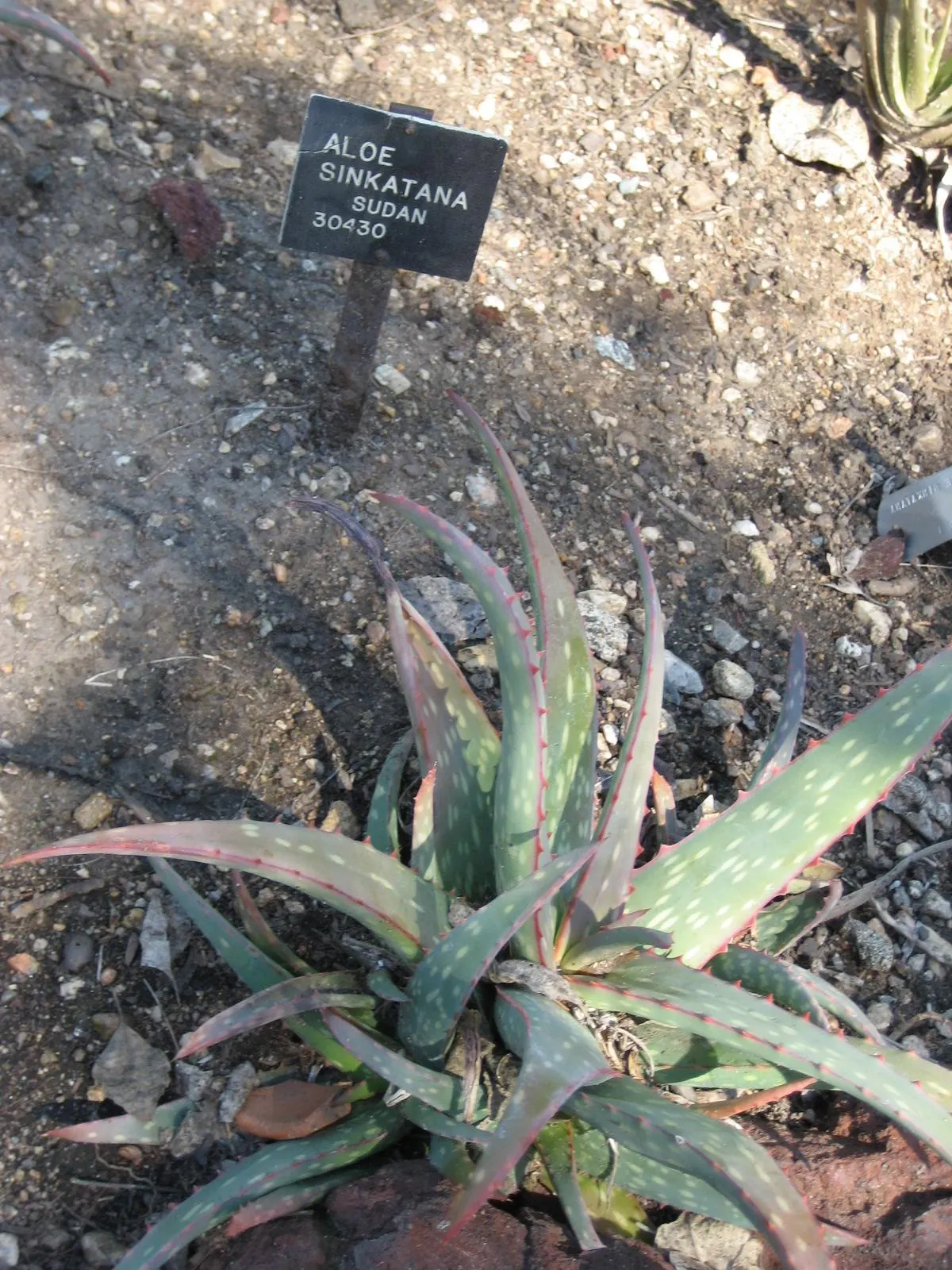Sudan Aloe (Aloe Sinkatana) — Aloe sinkatana requires well-draining soil and full sun to partial shade