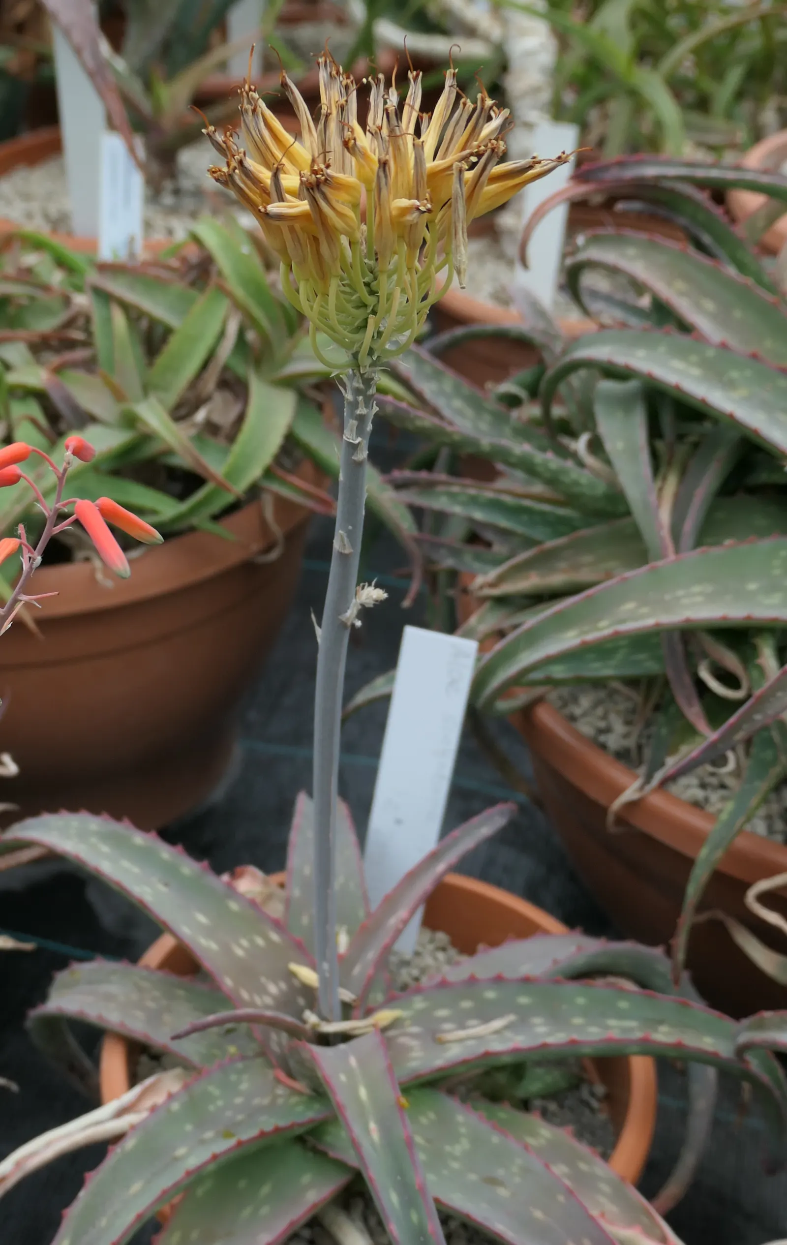 Sudan Aloe (Aloe Sinkatana) — generously bordered with small white teeth that give it a striking appearance