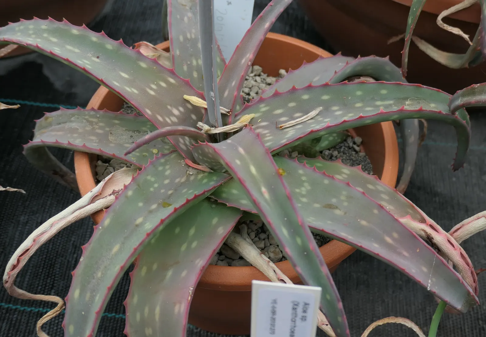 Sudan Aloe (Aloe Sinkatana) — Aloe sinkatana can reach heights of 18-24 inches with an equivalent spread