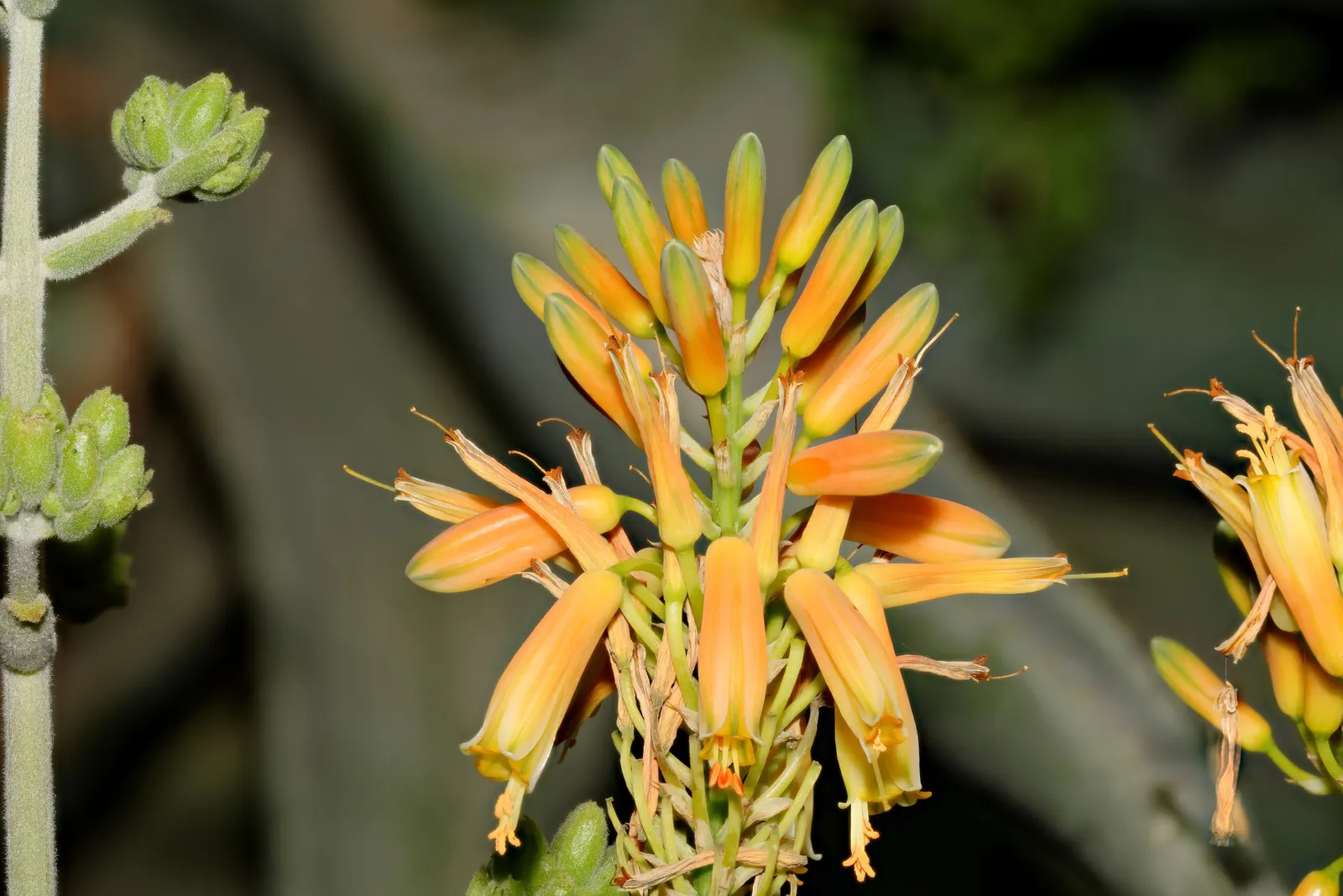 Sudan Aloe (Aloe Sinkatana) — this succulent is well-suited for arid and semi-arid landscapes due to its drought-tolerant nature