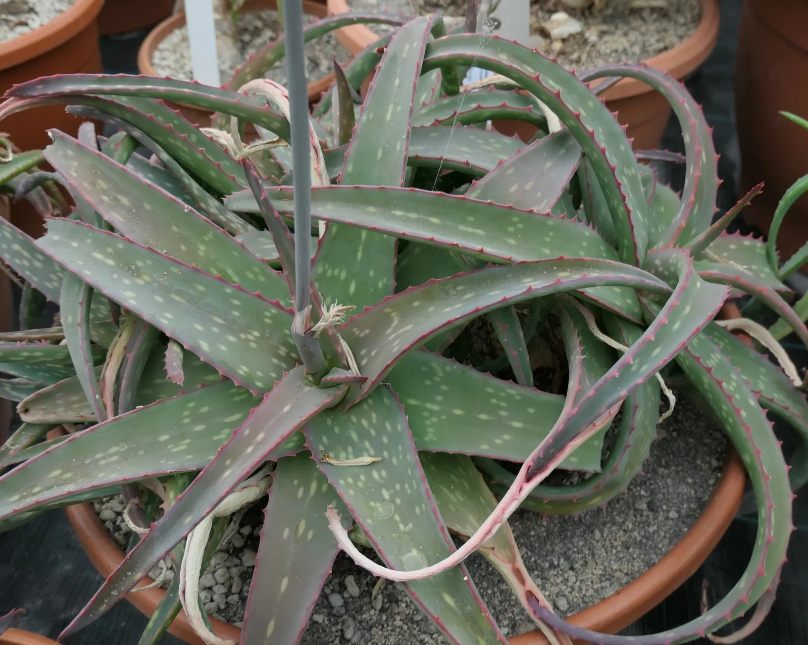Sudan Aloe (Aloe Sinkatana) — making it perfect for rock gardens or arid landscapes