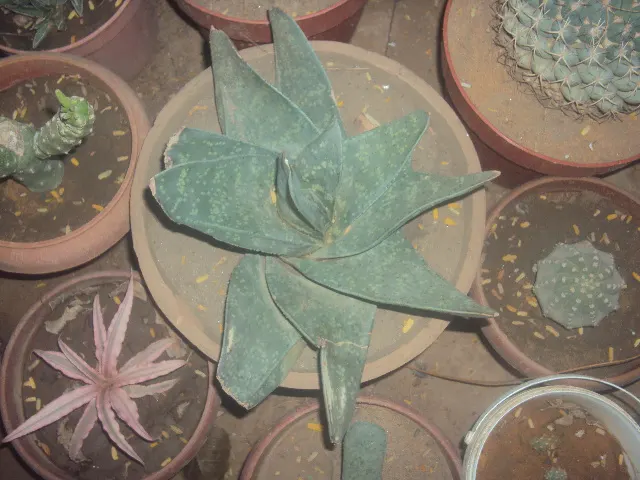 Sudan Aloe (Aloe Sinkatana) — This drought-resistant plant typically grows to 12-18 inches in height with long