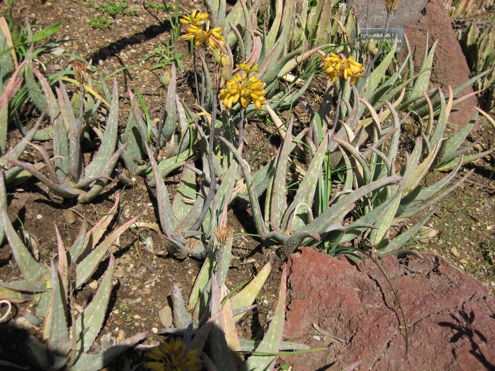 Sudan Aloe (Aloe Sinkatana) — Originating from Sudan and surrounding areas