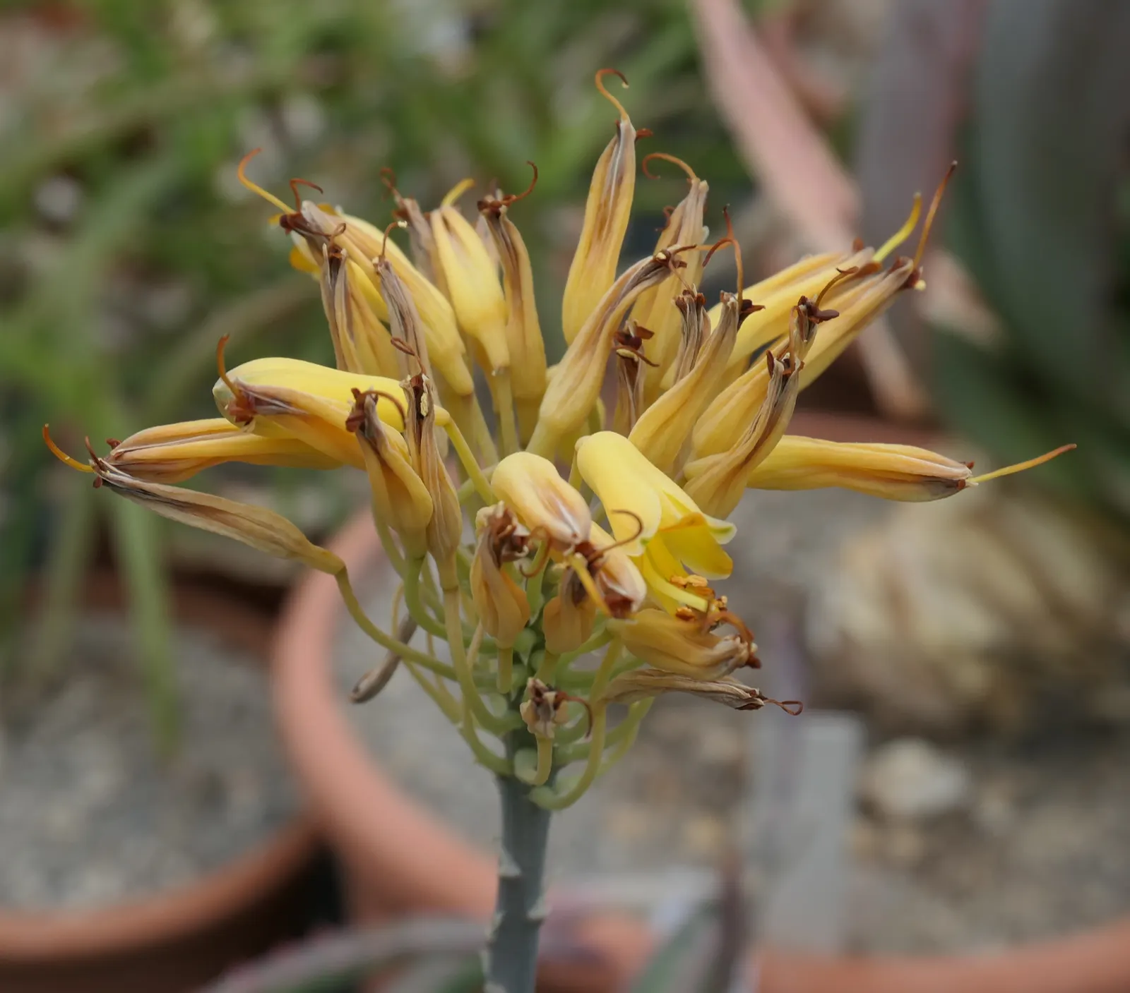 Sudan Aloe (Aloe Sinkatana) — Aloe sinkatana, commonly known as the Sudan Aloe, is a vibrant and resilient addition to any garden