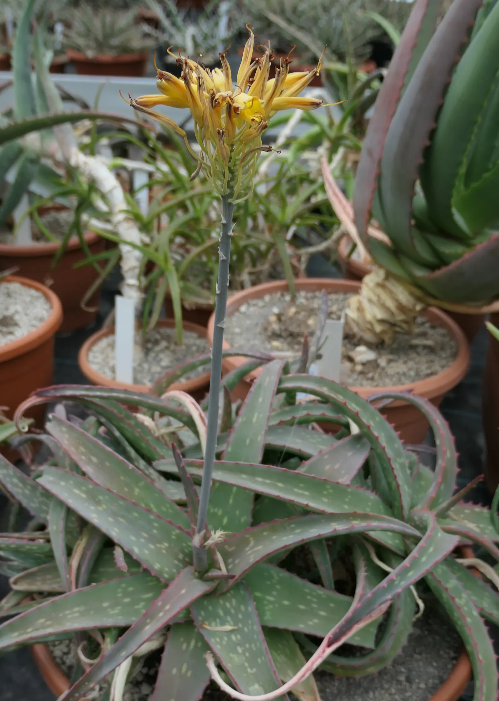 Sudan Aloe (Aloe Sinkatana) — The leaves display a reddish tint when stressed, adding further interest