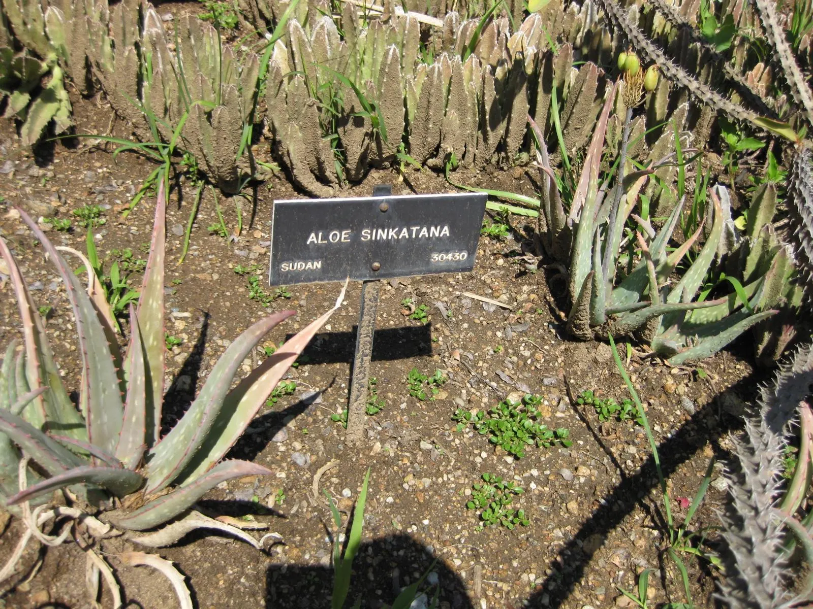 Sudan Aloe (Aloe Sinkatana) — this aloe produces vibrant orange-red flowers that reach up to about 18 inches tall