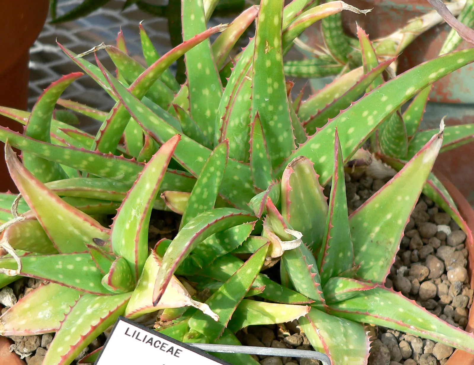Sudan Aloe (Aloe Sinkatana) — Come winter to early spring