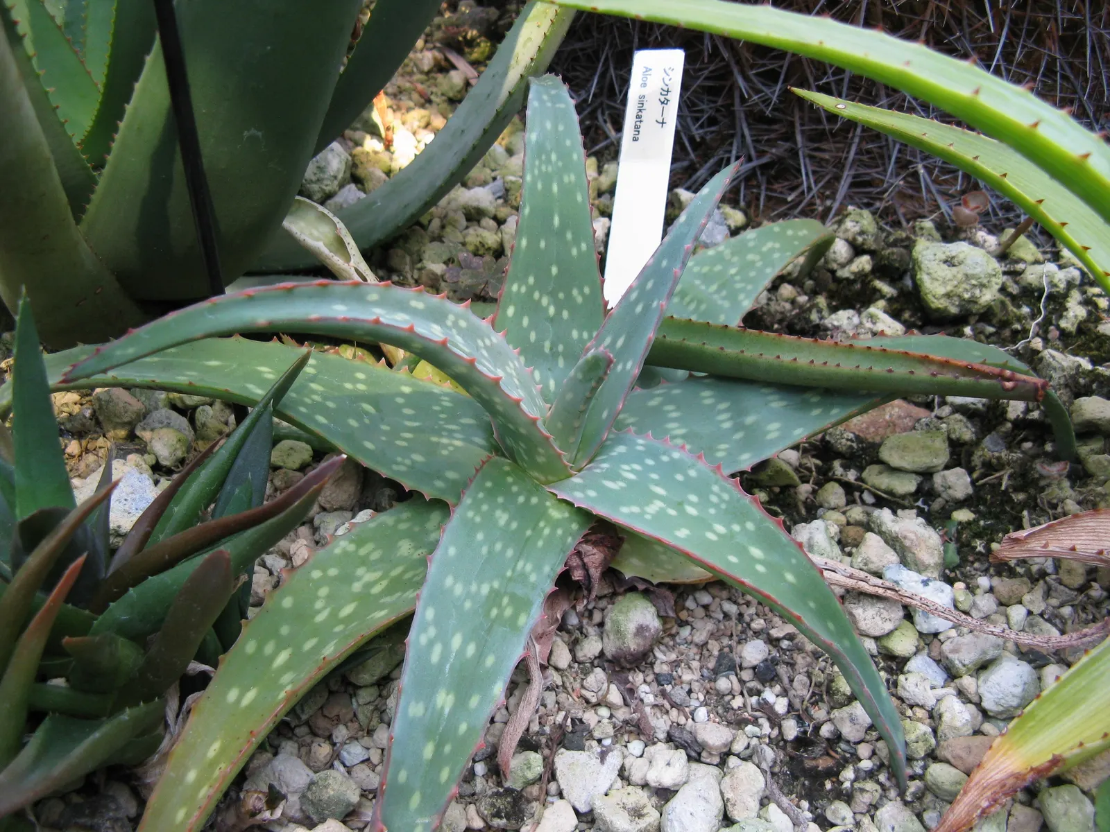 Sudan Aloe (Aloe Sinkatana) — it thrives in well-draining soil and full sun to partial shade