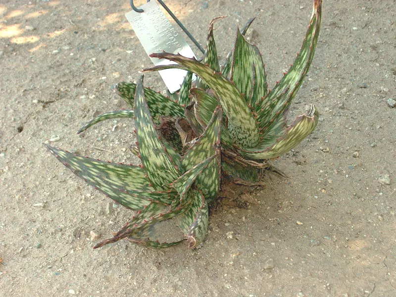 Sudan Aloe (Aloe Sinkatana) — Ideal for adding color contrast