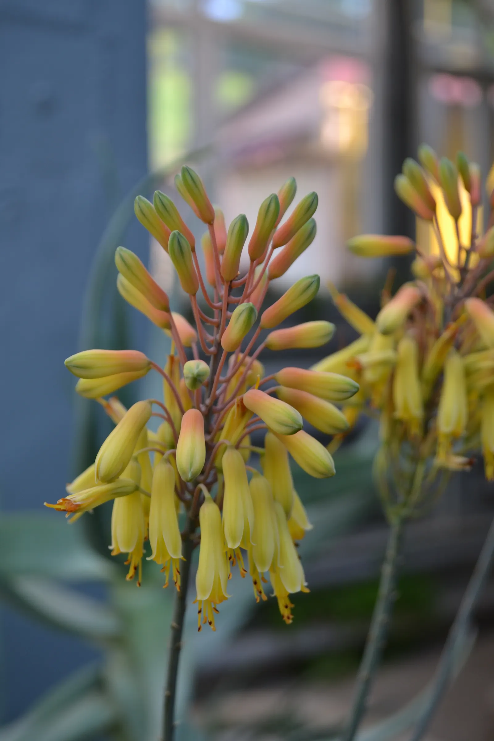 Sudan Aloe (Aloe Sinkatana) — bright green leaves with soft white teeth along the edges