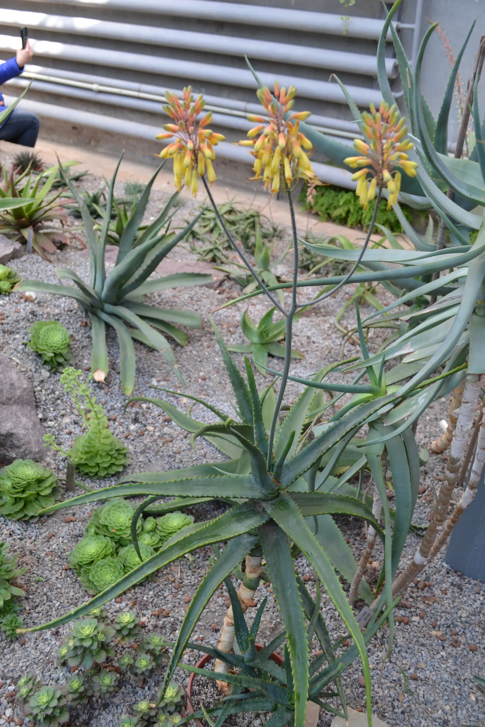 Sudan Aloe (Aloe Sinkatana) — succulent plant featuring fleshy