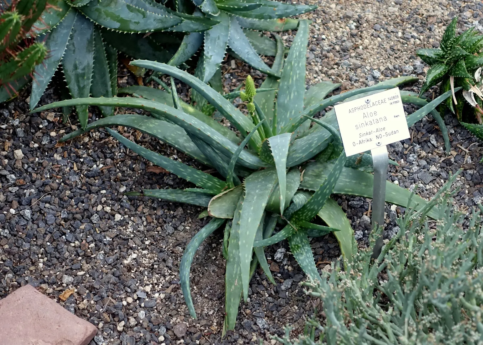 Sudan Aloe (Aloe Sinkatana) — towering blooms of vivid orange-red flowers emerging in late winter to spring