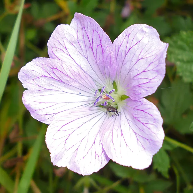 Versicolor Geranium (Geranium Versicolor) — Native to Europe and known for its uniquely patterned petals