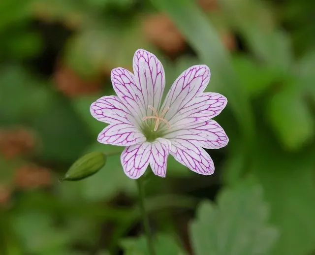 Versicolor Geranium (Geranium Versicolor) — It's ideal for borders and woodlands, attracting pollinators while resisting deer