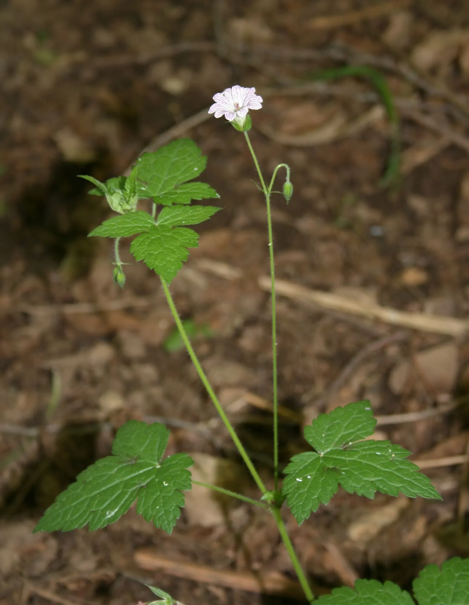 Versicolor Geranium (Geranium Versicolor) — These intricate markings are the reason behind its common name