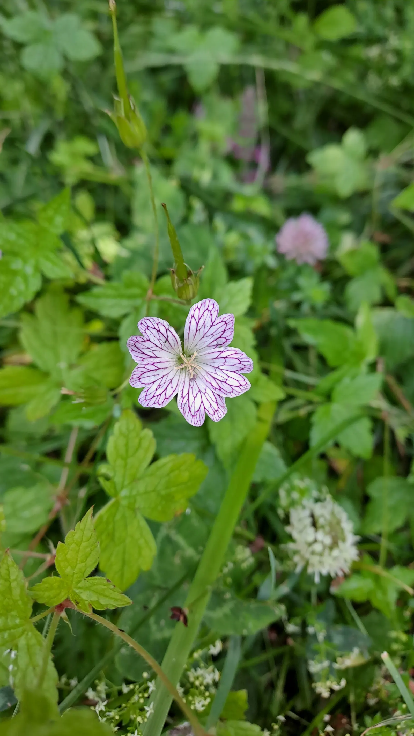 Versicolor Geranium (Geranium Versicolor) — scientifically known as Geranium versicolor