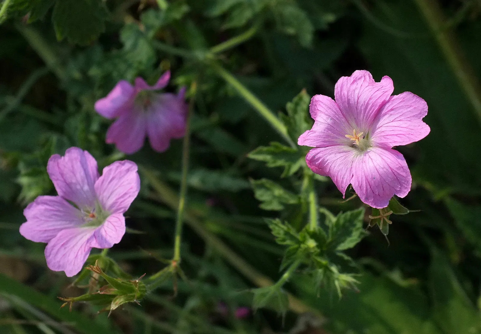 Versicolor Geranium (Geranium Versicolor) — is a charming and hardy perennial that would make a striking addition to your landscape design