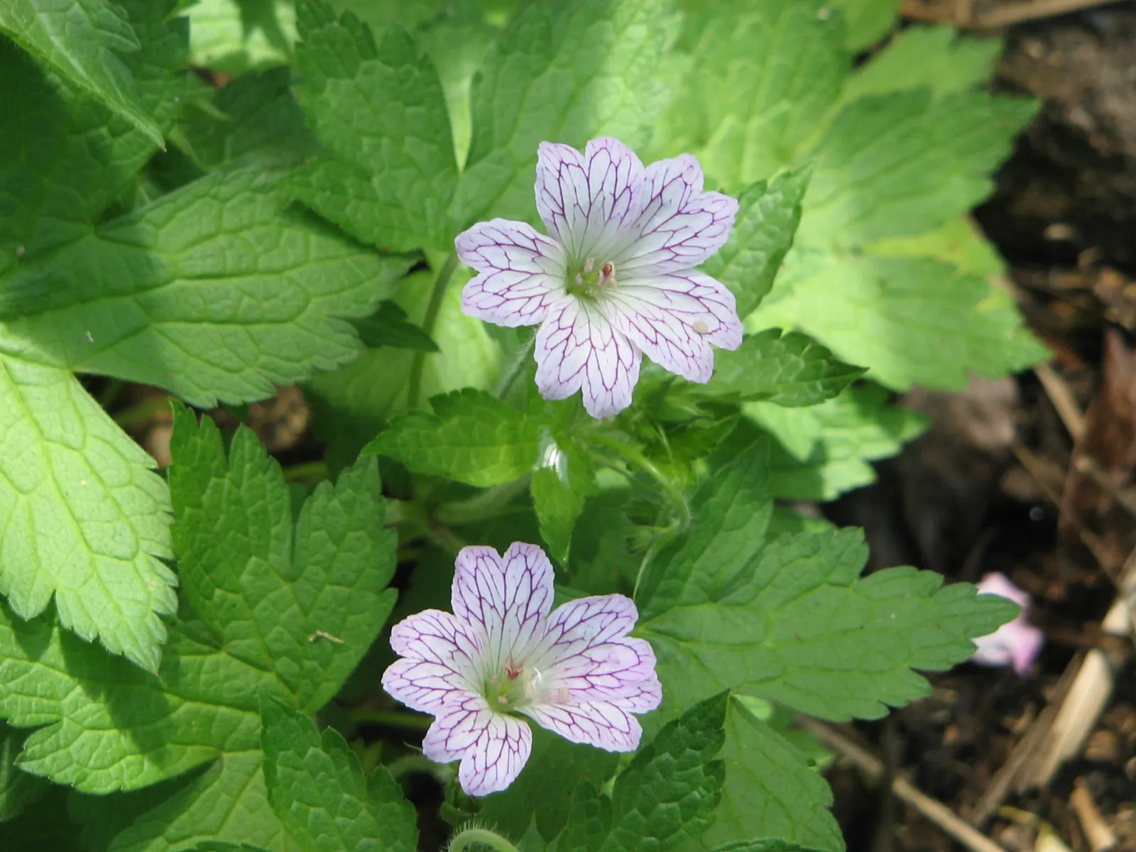 Versicolor Geranium (Geranium Versicolor) — the Versicolor Geranium is deer-resistant and requires minimal maintenance