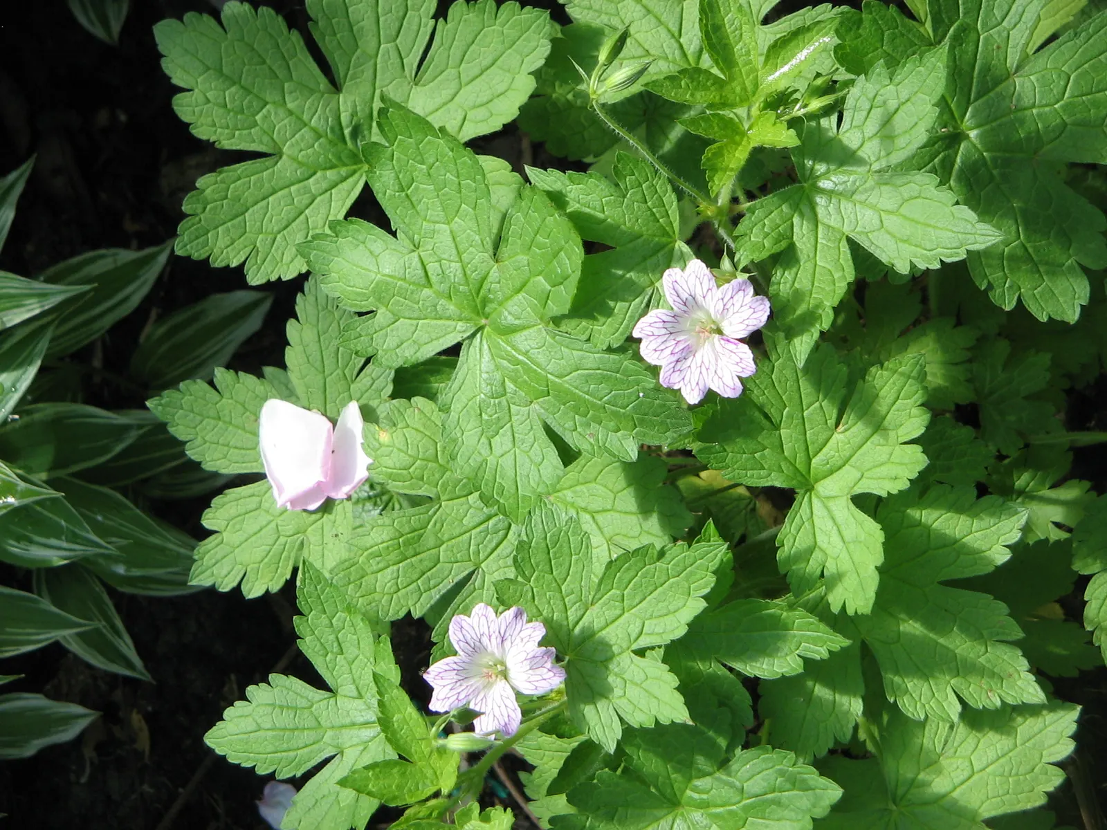 Versicolor Geranium (Geranium Versicolor) — Its foliage is deeply lobed, providing a delicate backdrop in zones 5-8