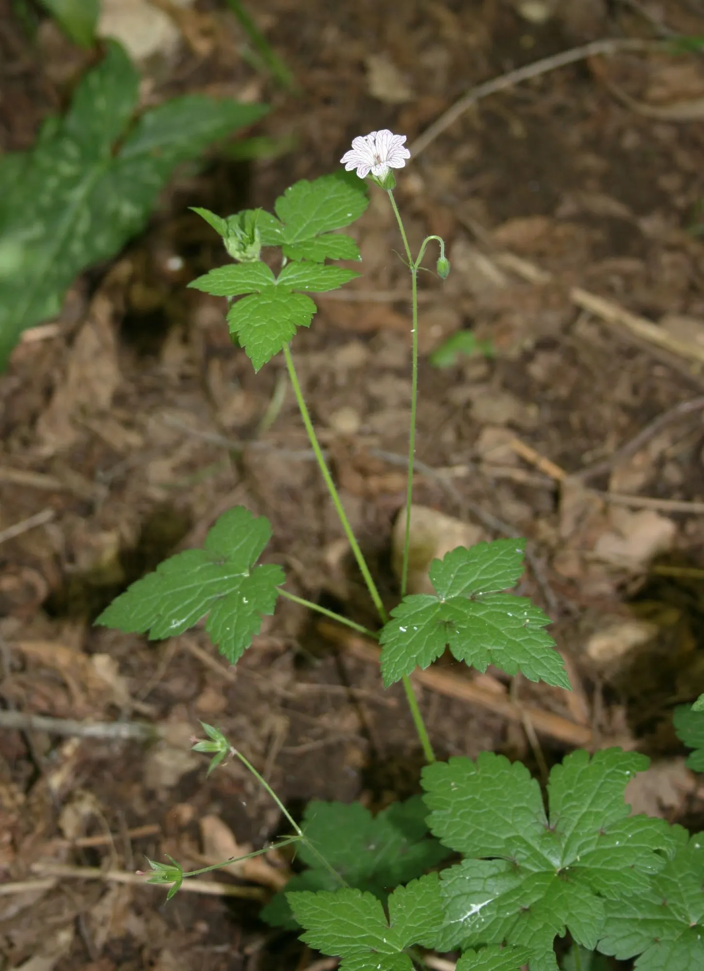 Versicolor Geranium (Geranium Versicolor) — as its captivating flower patterns draw attention and pique curiosity