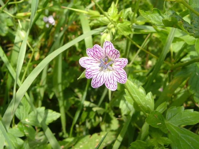 Versicolor Geranium (Geranium Versicolor) — it showcases a delightful palette of white to pale lilac flowers