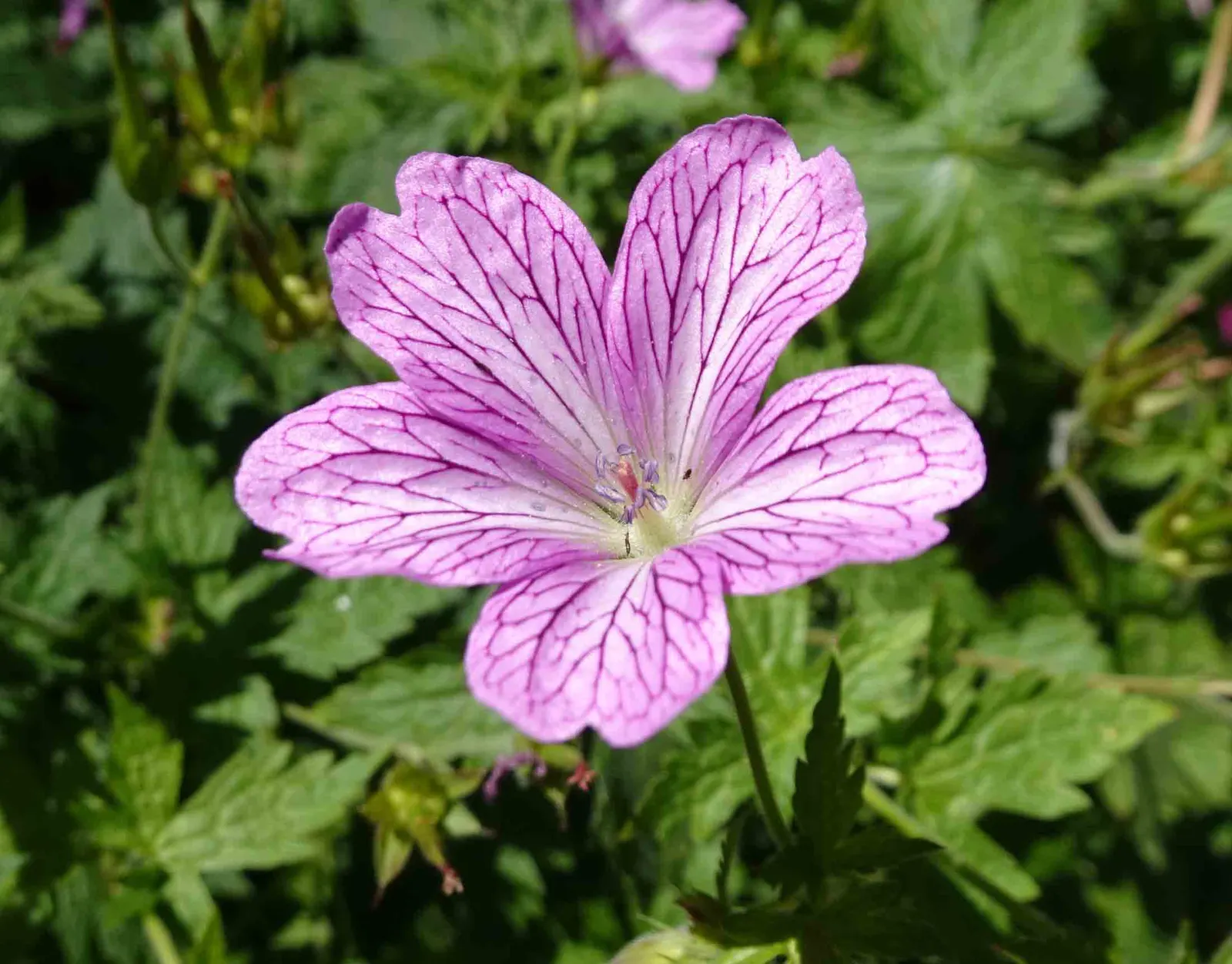 Versicolor Geranium (Geranium Versicolor) — Regular deadheading will encourage prolonged flowering