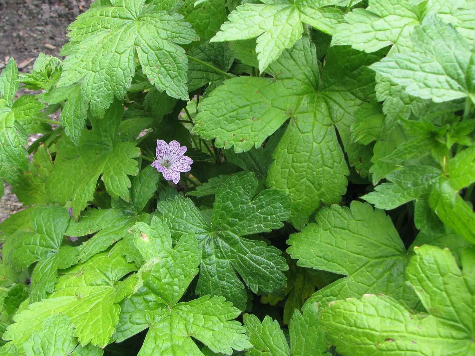 Versicolor Geranium (Geranium Versicolor) — as they present a mesmerizing