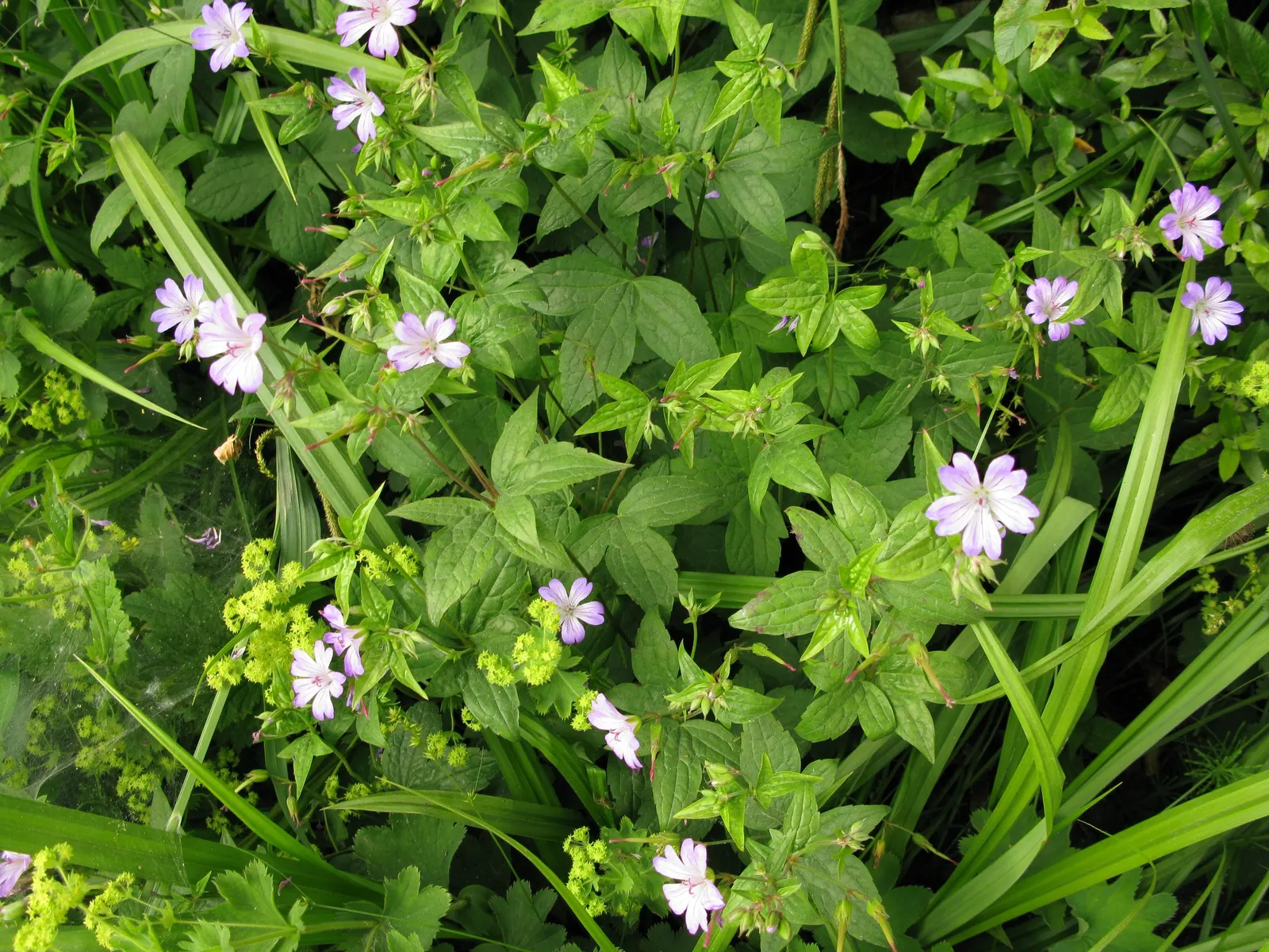 Versicolor Geranium (Geranium Versicolor) — each adorned with a network of narrow