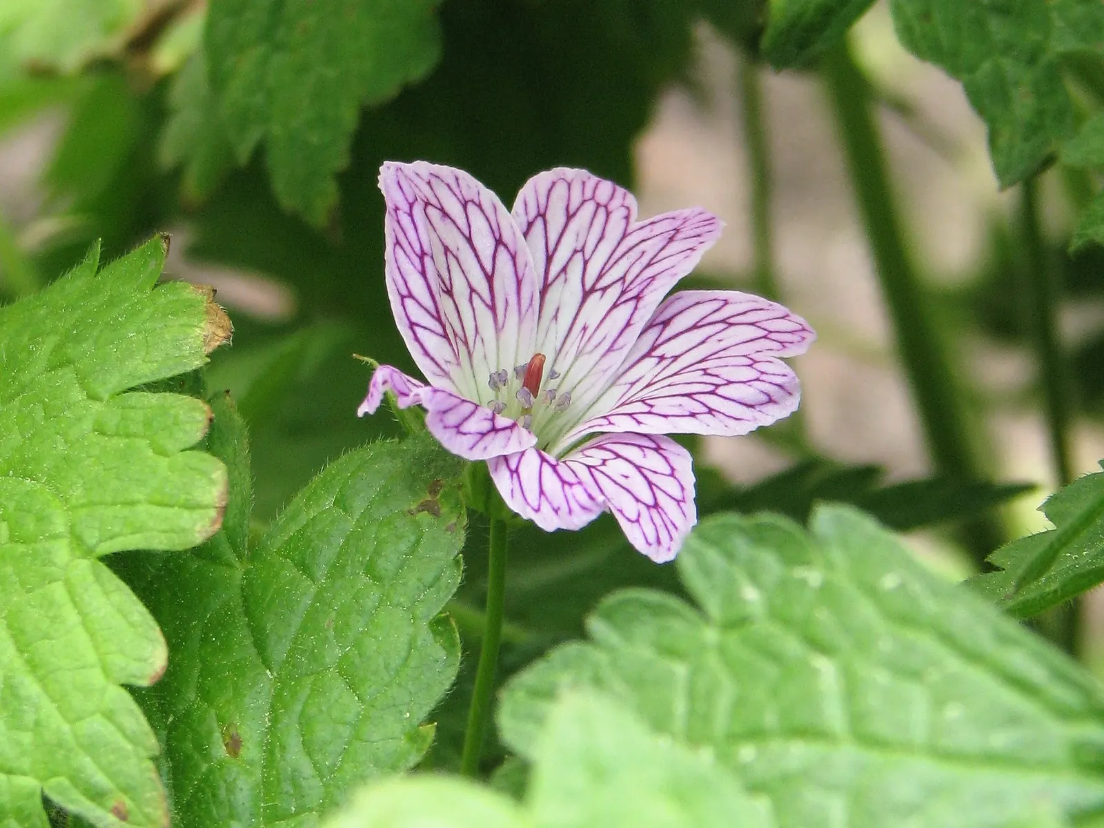 Versicolor Geranium (Geranium Versicolor) — It is well-suited for USDA Zones 4 through 8, demonstrating a robust tolerance to a variety of climates