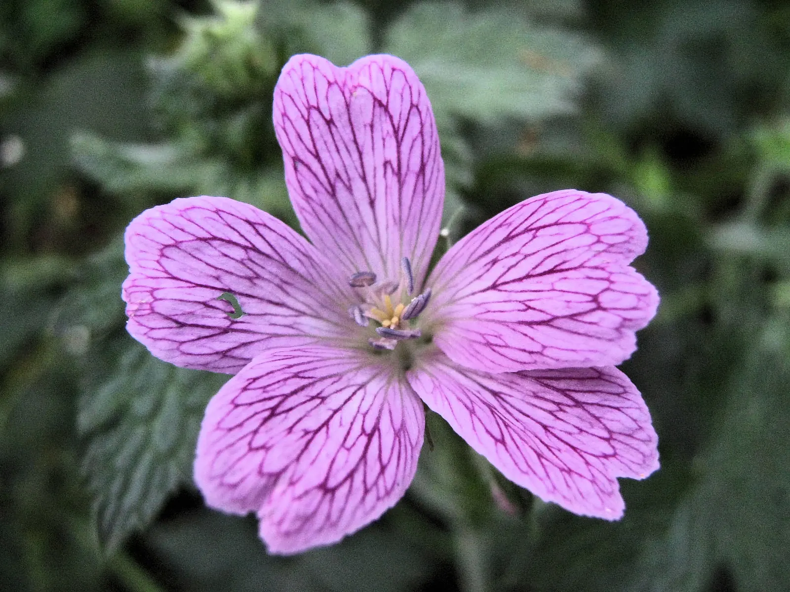 Versicolor Geranium (Geranium Versicolor) — It grows 18 inches tall and spreads up to 24 inches