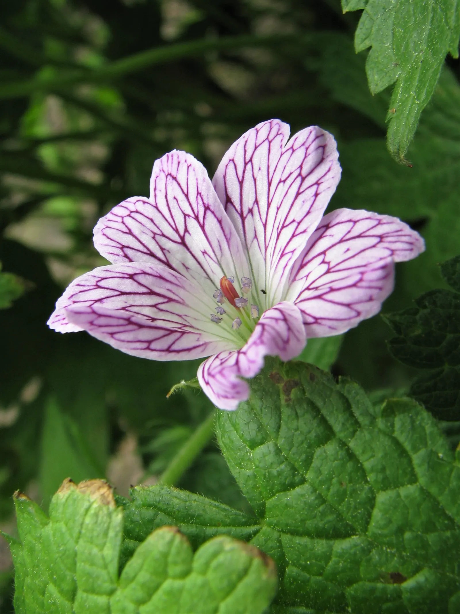 Versicolor Geranium (Geranium Versicolor) — Ideally, it thrives in well-draining soil enriched with organic matter